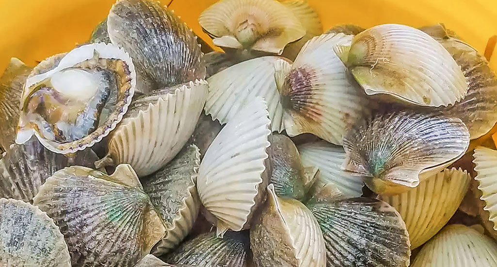 Hernando Beach Scalloping